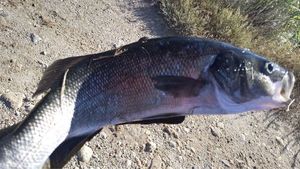 European Bass (Seabass)