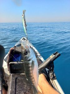 Mediterranean Horse Mackerel