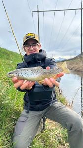 Brown Trout