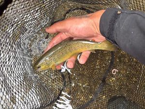 Brown Trout