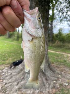 Largemouth Bass