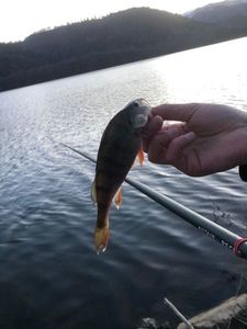 European Perch