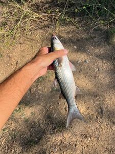 Thinlip grey mullet