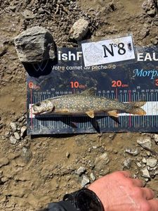 Lake Trout