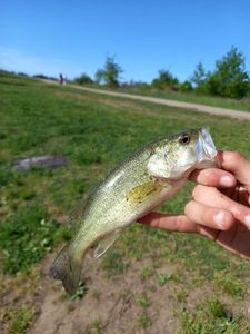 Largemouth Bass
