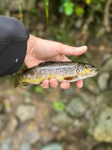 Brown Trout