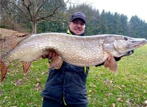 Northern Pike