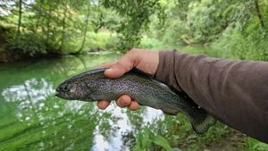 Rainbow Trout