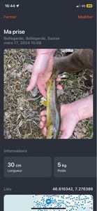 Brown Trout