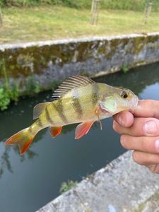 European Perch