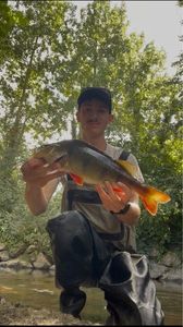 European Perch