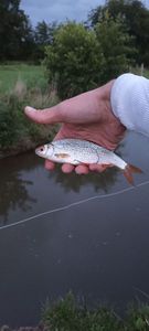 Roach