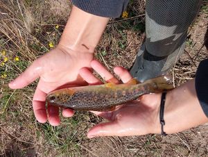 Brown Trout