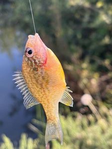 Green Sunfish