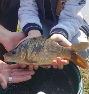 Common Carp