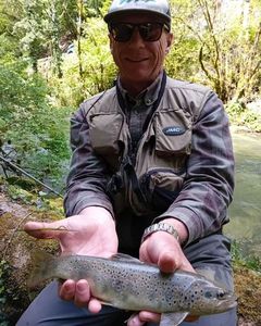 Brown Trout