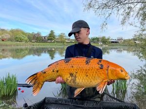Koï Fish
