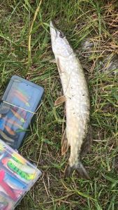 Northern Pike