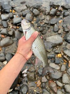 Fallfish