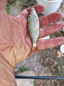Roach