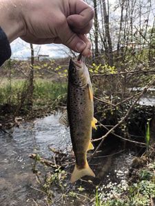 Brown Trout