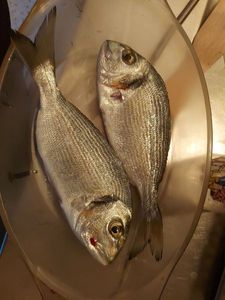 Gilthead Seabream