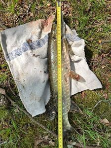 Northern Pike