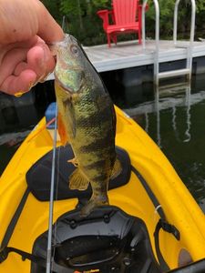 Yellow Perch