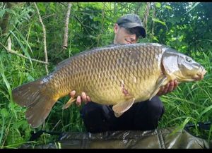 Common Carp