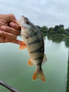 European Perch