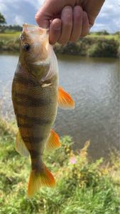 European Perch
