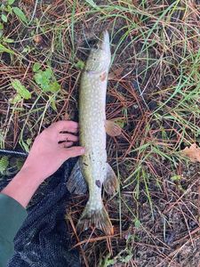 Northern Pike