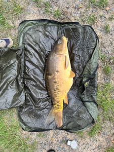 Leather Carp