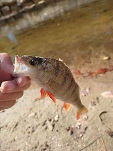 European Perch