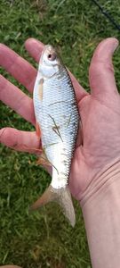Roach