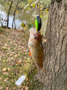 European Perch