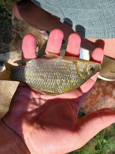 Crucian Carp