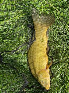 Tench