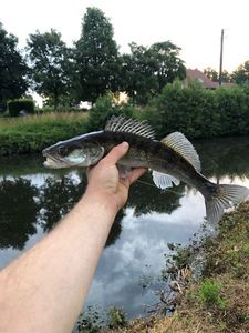Zander