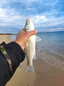 European Bass (Seabass)