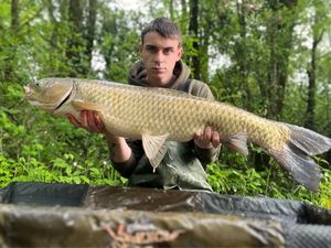 Grass Carp