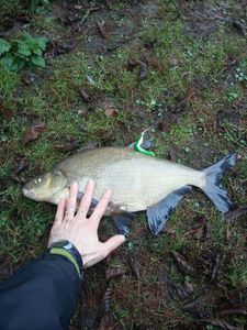 Common Bream