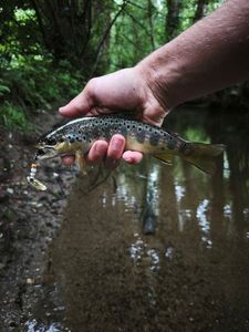Brown Trout