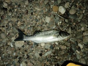 European Bass (Seabass)