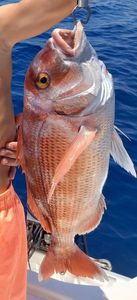 Redbanded Seabream