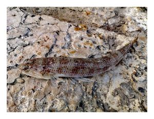 Atlantic Lizardfish