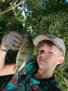 European Perch