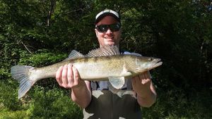 Zander