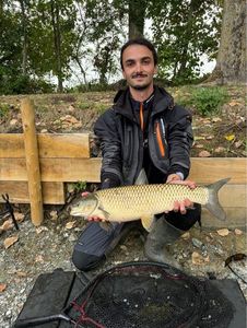 Grass Carp