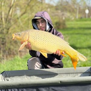 Common Carp